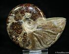 Inch Polished Ammonite From Madagascar #1920-1